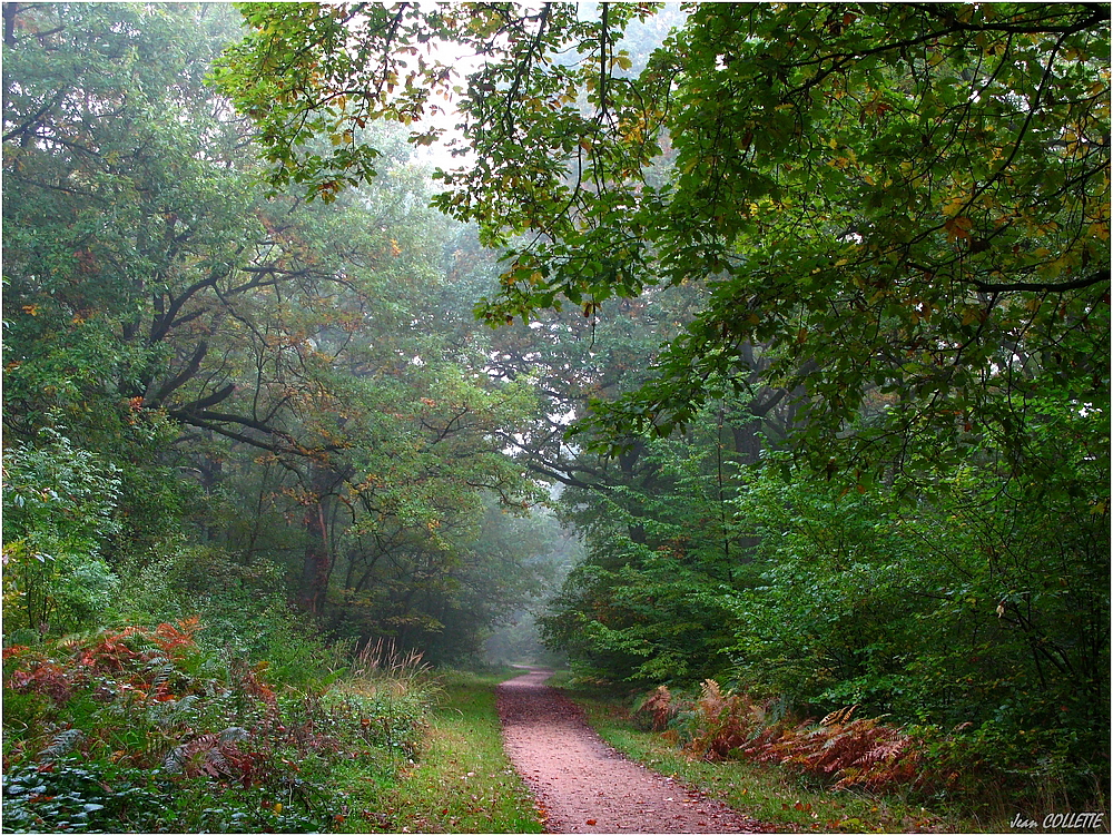 En forêt (1)