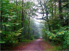 En forêt (2)