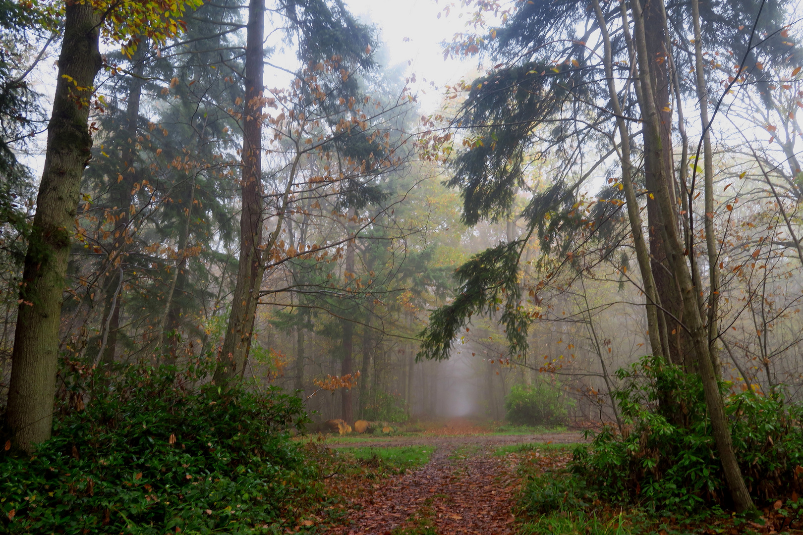 " En forêt "