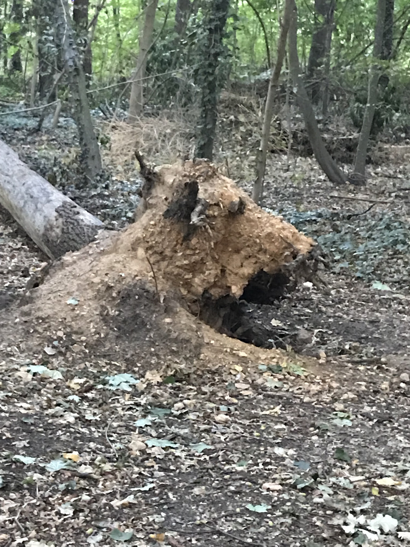 En forêt ...