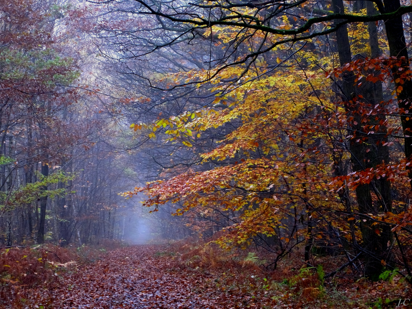 " En forêt "