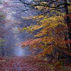 " En forêt "