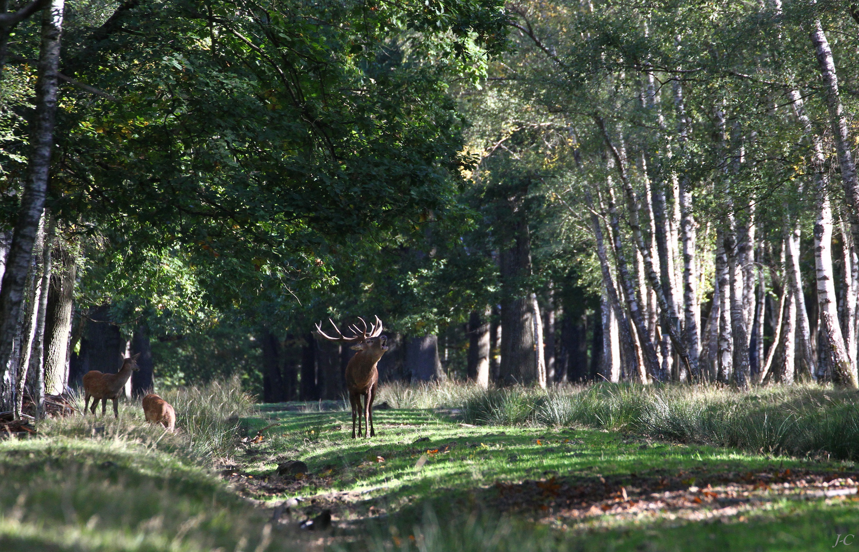 " En forêt "