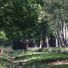 " En forêt "