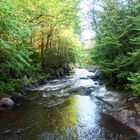 En forêt au Québec au mois d'août