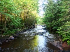 En forêt au Québec au mois d'août