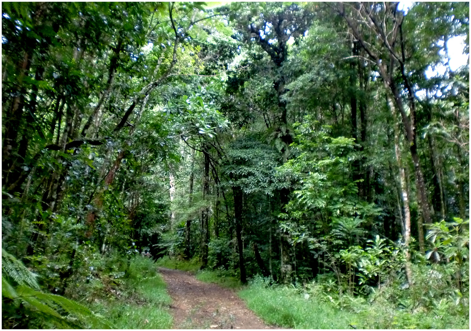 En forêt