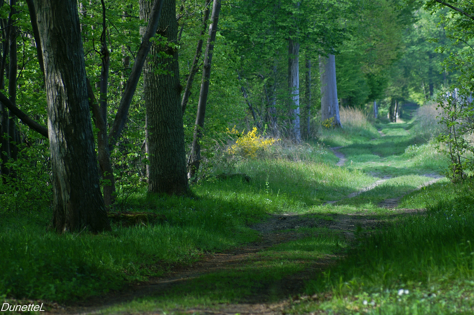 En forêt ce matin