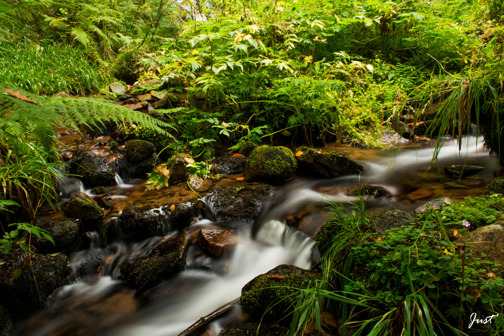 En forêt