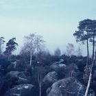 En forêt de Fontainebleau 