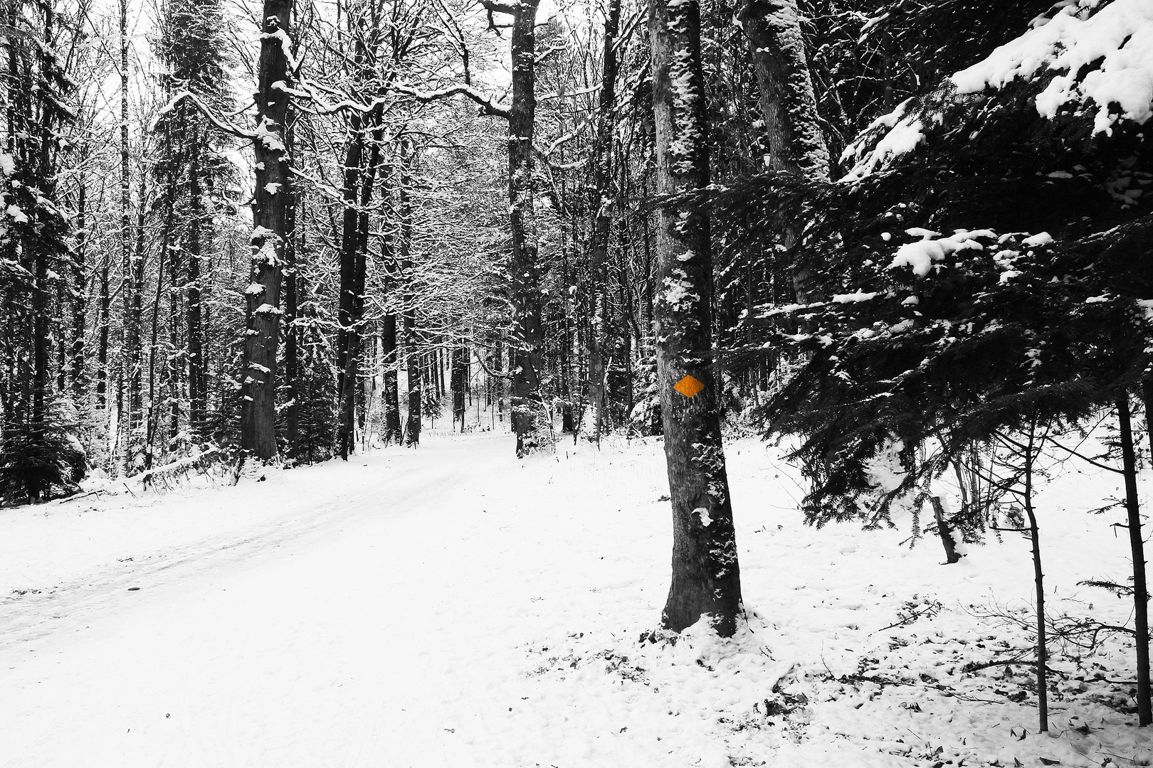 en forêt du Bärlet