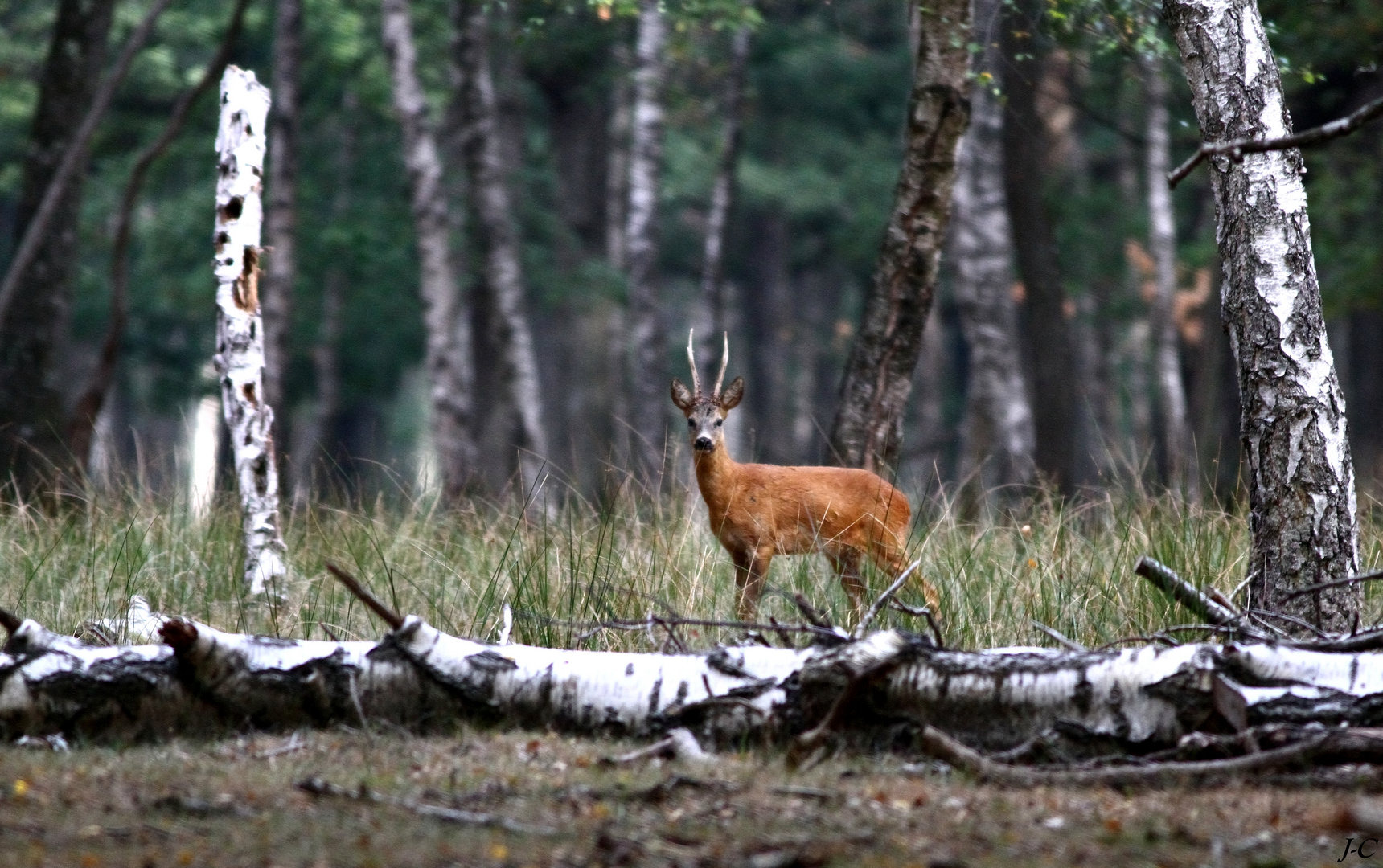 " En forêt "