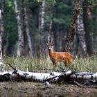 " En forêt "