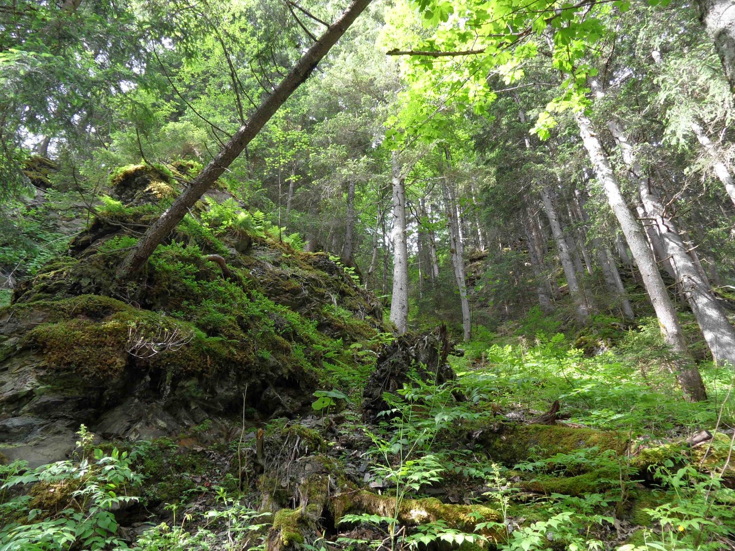 En forêt profonde