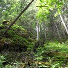 En forêt profonde