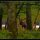 ...En forêt profonde...