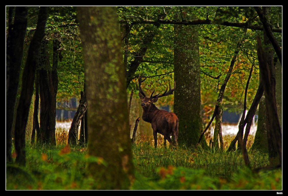 ...En forêt profonde...