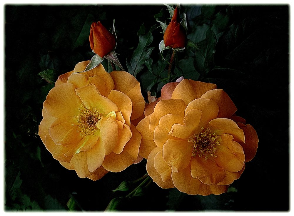 En Garten Juli 2018 Foto & Bild blumen , fotos, spezial Bilder auf