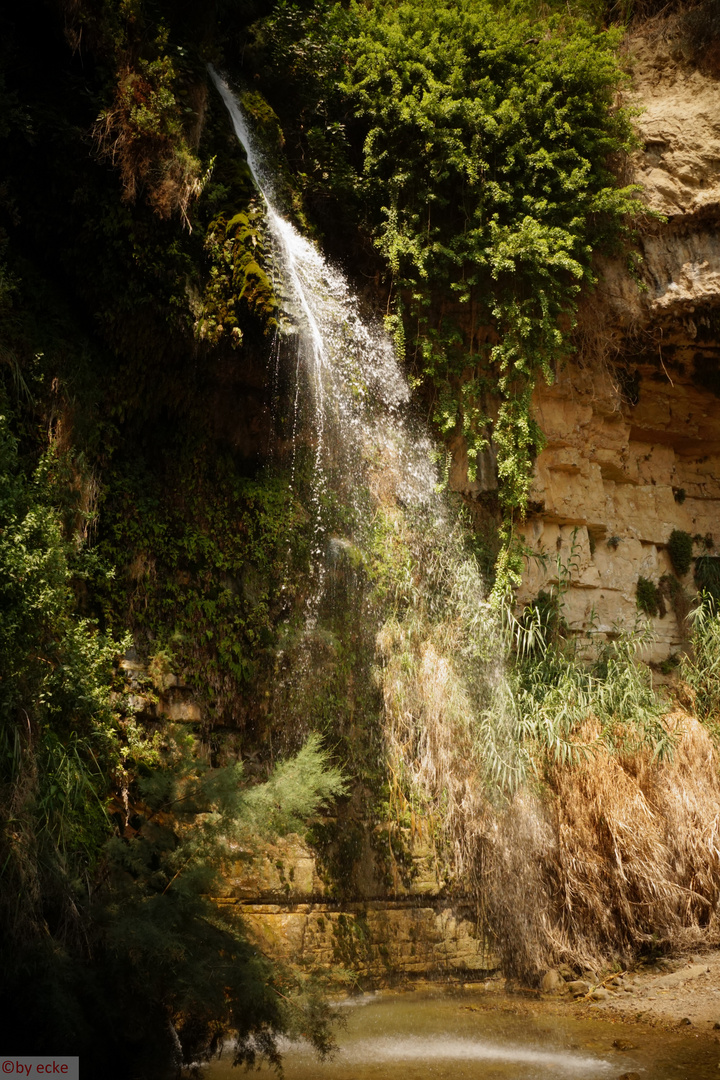 en Gedi Reserve (Israel)