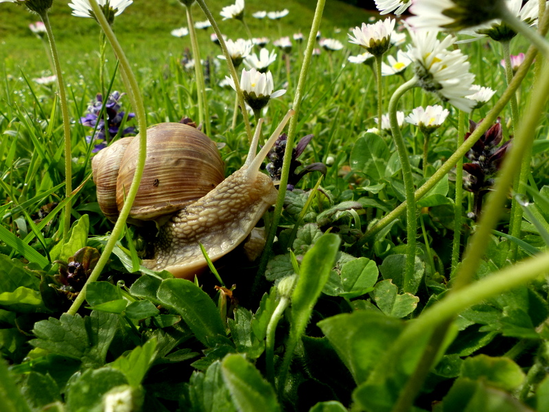 en goguette parmi les paquerettes