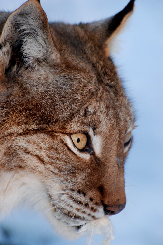 En guetä !! Foto & Bild tiere, wildlife, natur Bilder auf