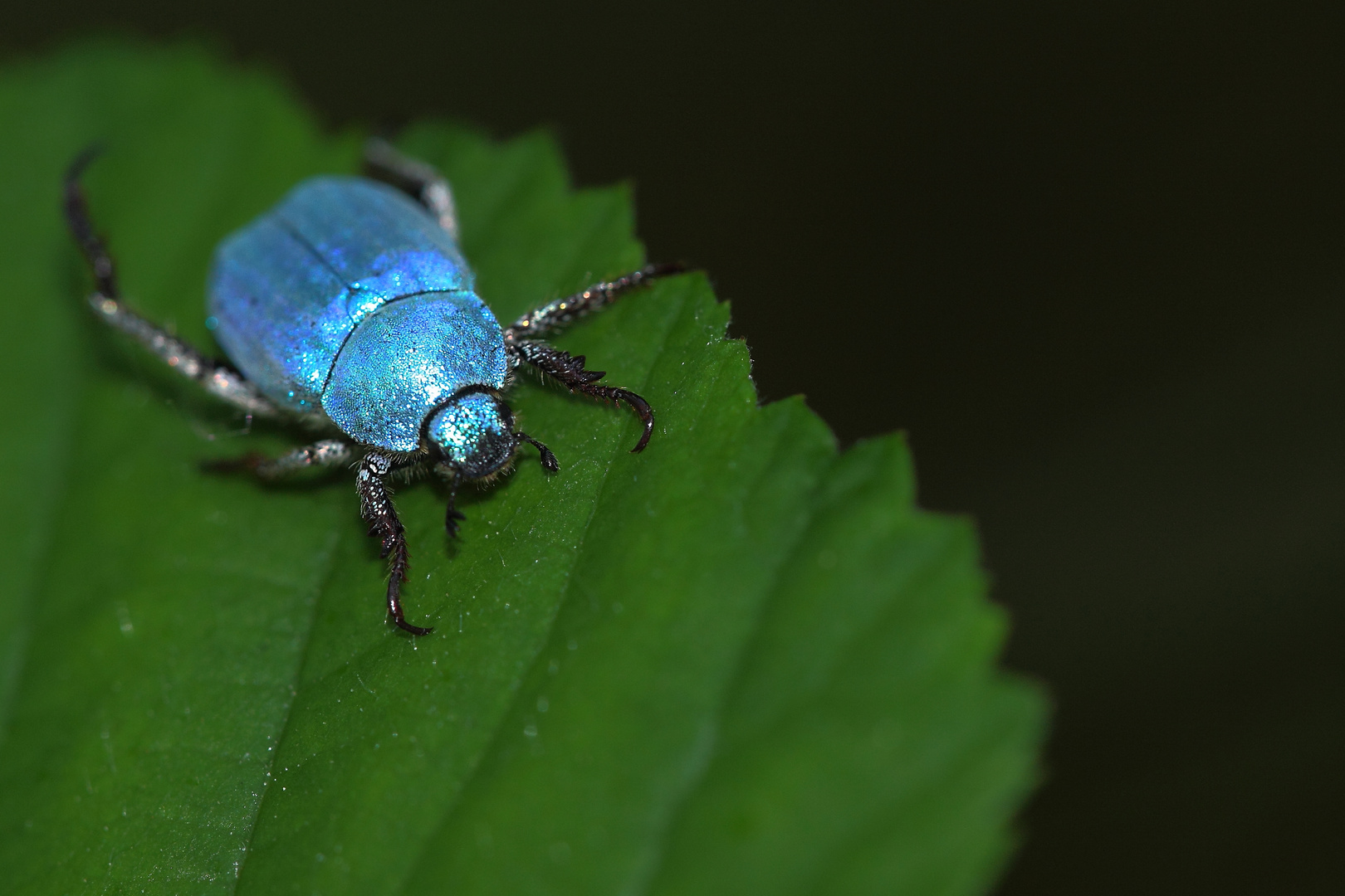 en habit bleu