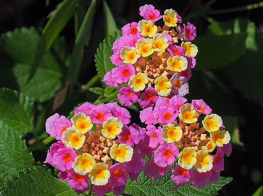 En hommage à Norma Ateca