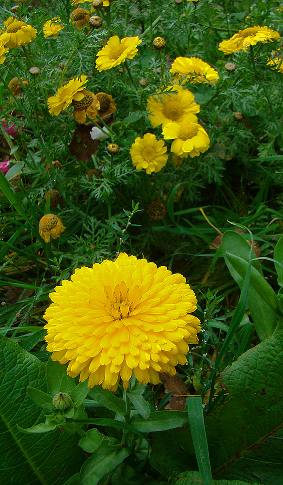 en jaune