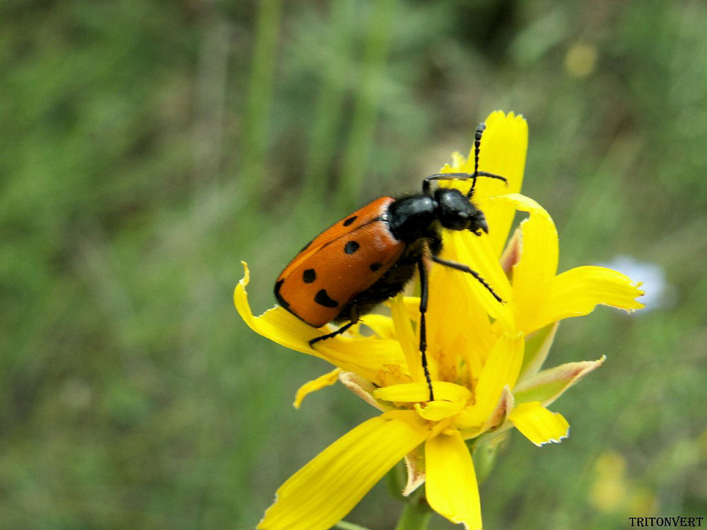 en jaune