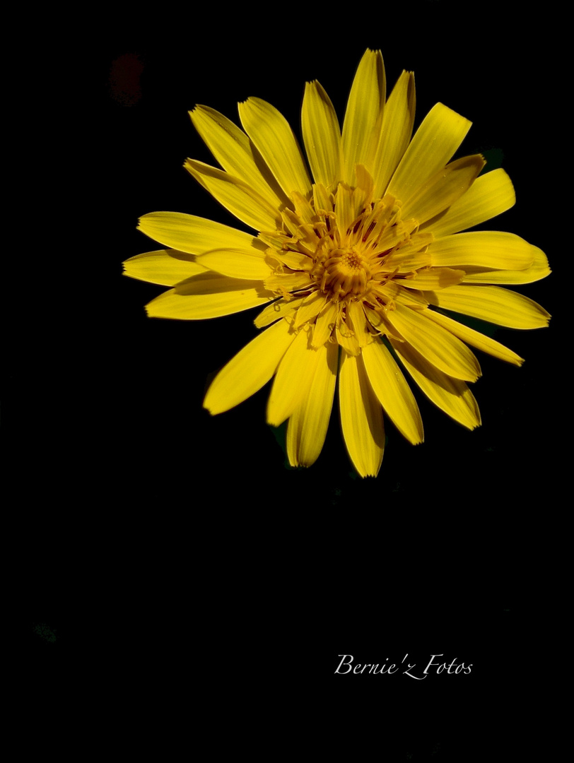 En jaune et noir