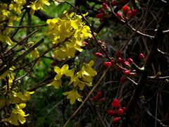 EN JAUNE ET ROUGE
