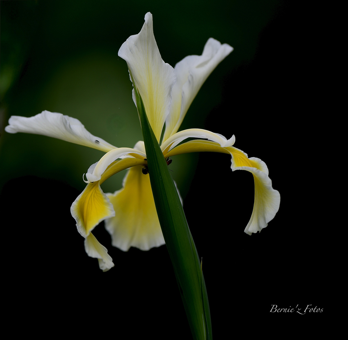 En jaune et vert