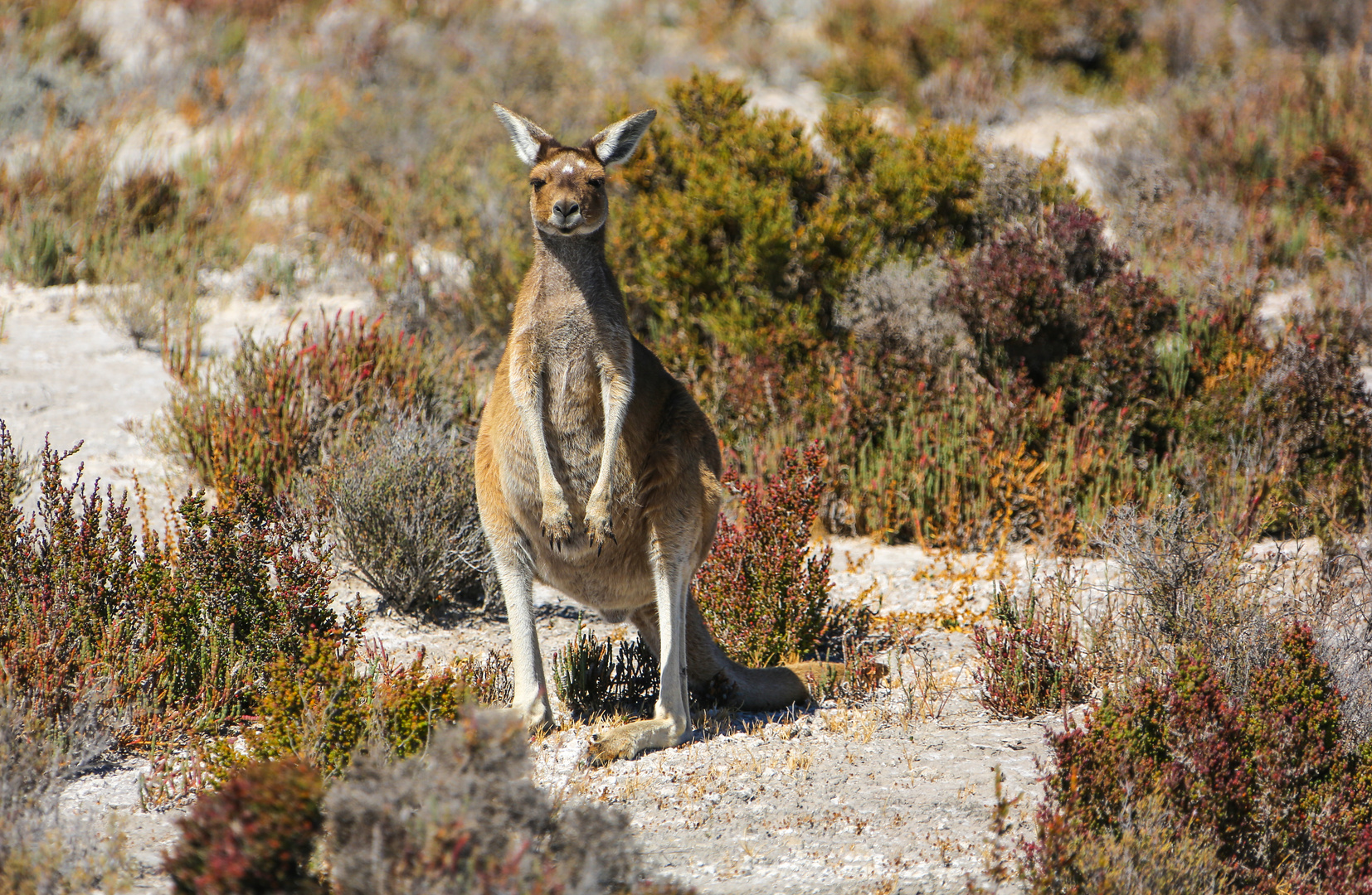 En Känguruh (gehört natürlich zu Australien)