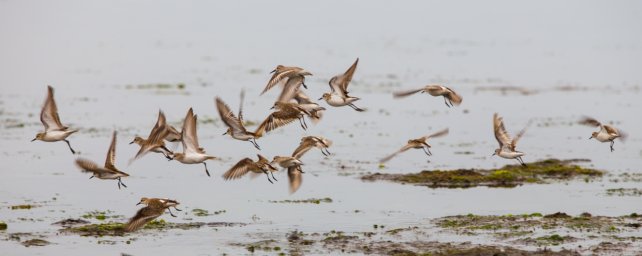 En la bahia de Paracas, Peru