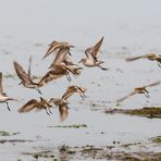 En la bahia de Paracas, Peru