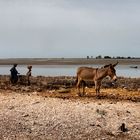 En la isla de las conchas