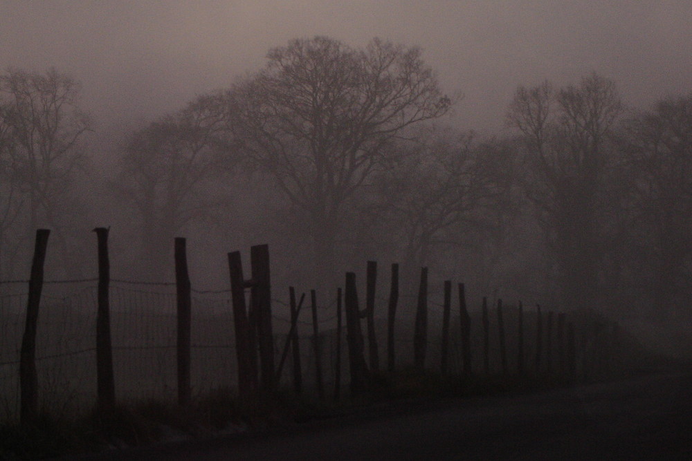 En la niebla...