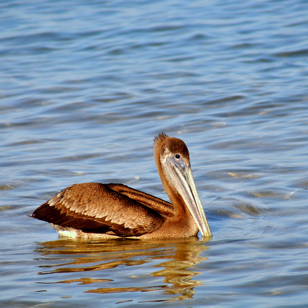 En la playa de Puerto Vallarta Norte