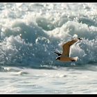 En la playa de Reñaca