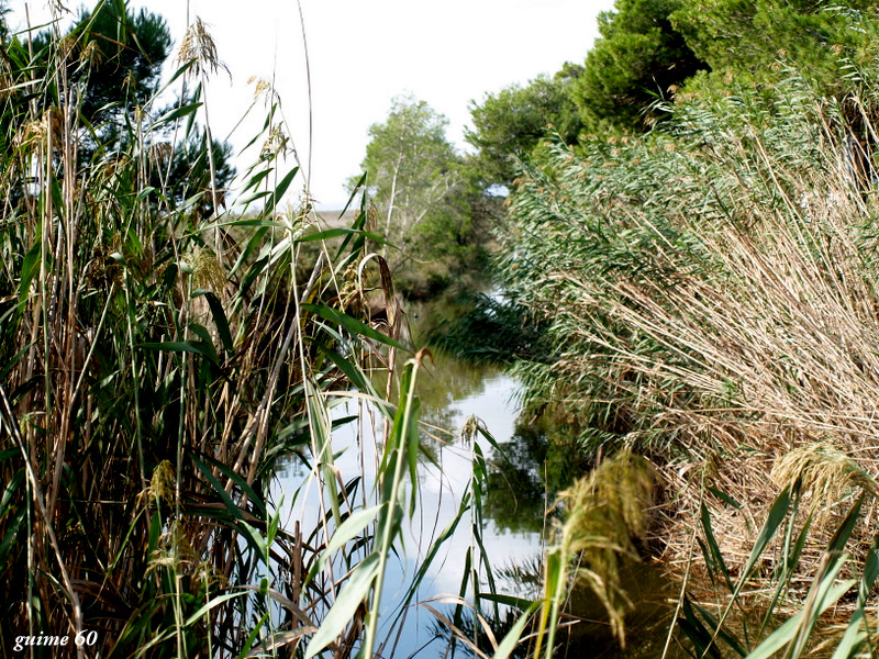 En la tranquilidad de L¨Albufera