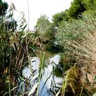 En la tranquilidad de L¨Albufera