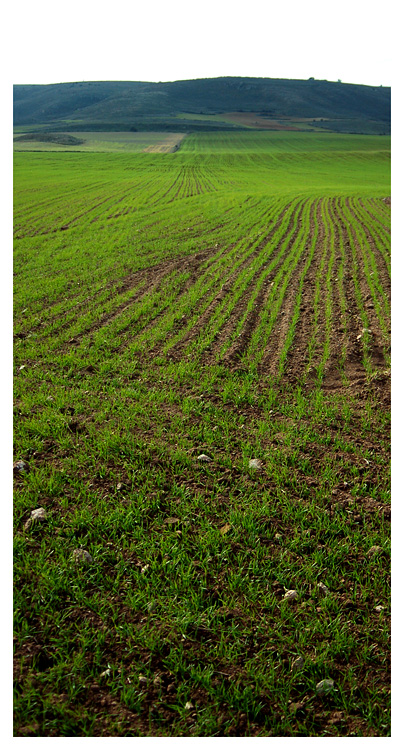 En las fértiles tierras de Soria...