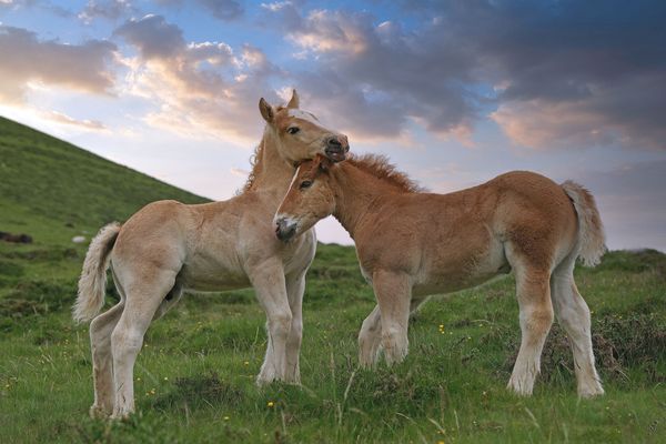 en liberté au Pays Basque...
