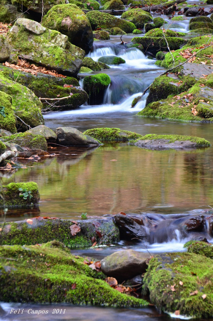 En los bosques de Navarra