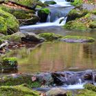 En los bosques de Navarra