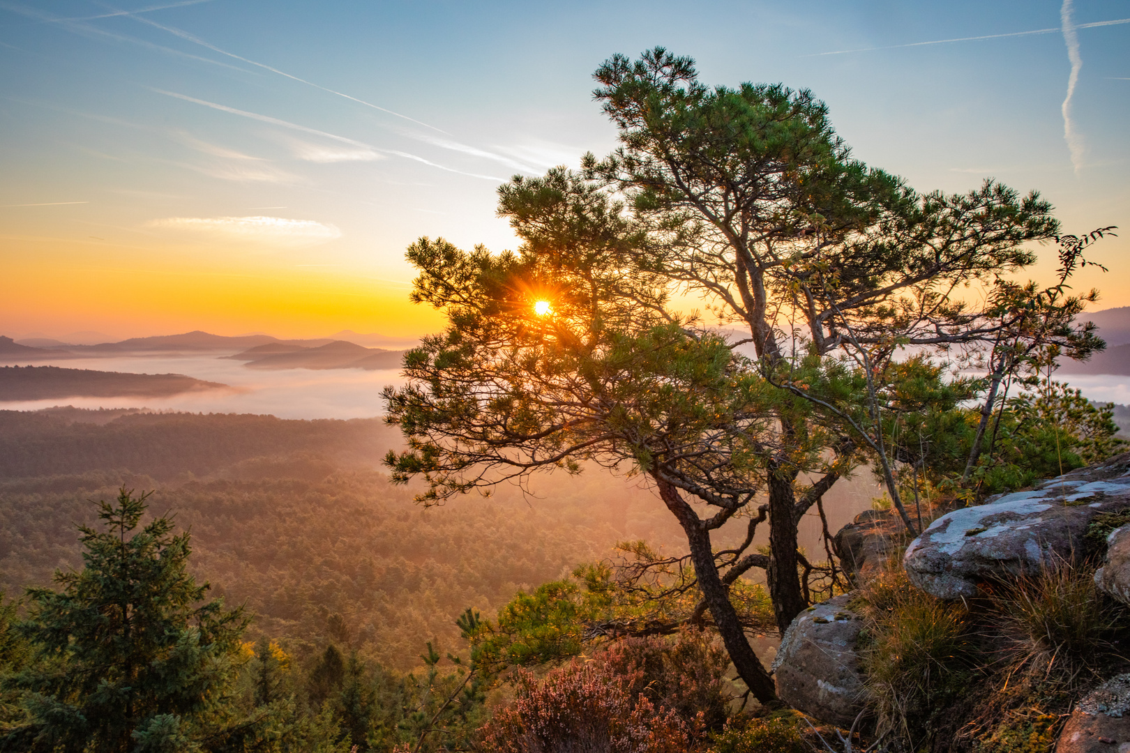 En magischer Morgen im Pfälzer Wald