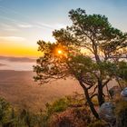 En magischer Morgen im Pfälzer Wald