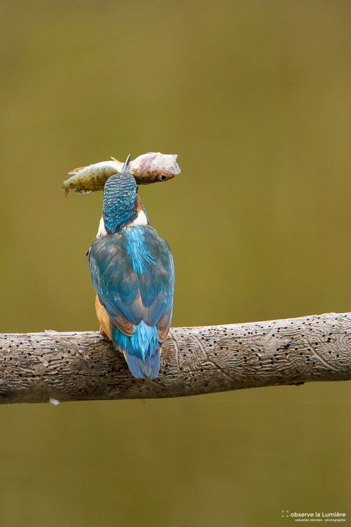 En mauvaise posture