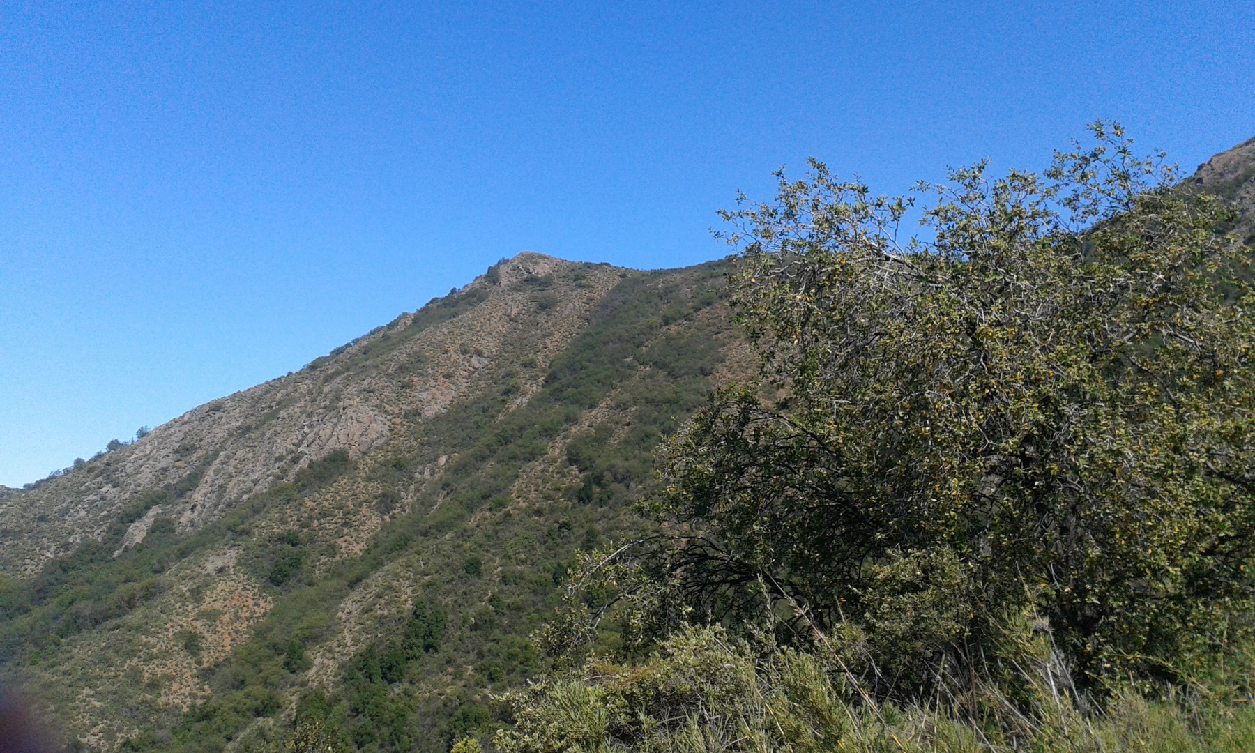 En medio de la foresta