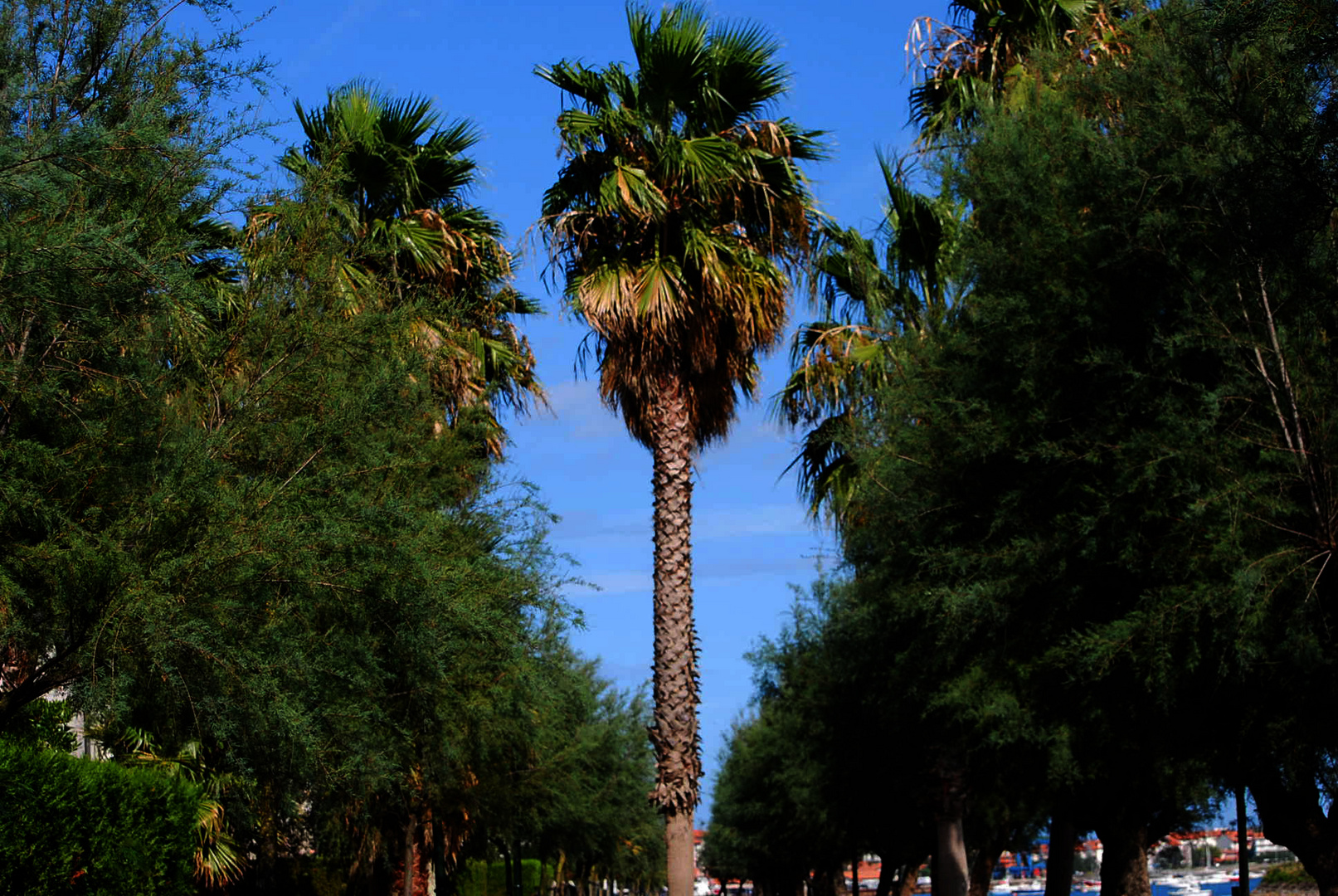 En medio la palmera